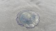Main image for Jellyfish Swarm Shuts Down French Nuclear Plant.