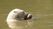 Main image for Polar Bears Beat UK Heatwave With a Splash.