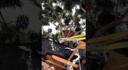 Main image for Viral 3-Story Treehouse in LA Torn Down.