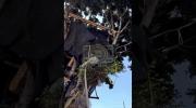 Viral 3-Story Treehouse in LA Torn Down.