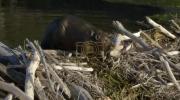 Main image for Nature's Engineers: Beavers Build Against the Floods.