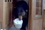 Large Bear Raids Southern California Home, Makes Off With Snacks.