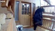 Main image for Large Bear Raids Southern California Home, Makes Off With Snacks.