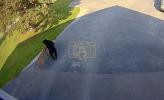 Main image for Dog Chases Bear Away After Man Finds It Sniffing Around His Garage.