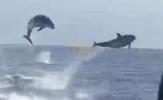Main image for Over 100 Dolphins Jumping Off Newport Beach.