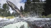 Main image for Photographer Left with Black Eye After Being Hit by 15lb Salmon in Mid-Air Mishap.