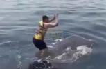 Main image for Wild Footage: Man Rides Whale Shark Off Persian Gulf. 