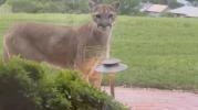 Main image for Mountain Lions Spotted Roaming Colorado Backyard.