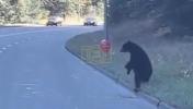 Main image for Baby Bear Chases Balloon.