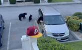 Main image for Family Shocked to Find Bears Inside Car.
