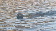 Main image for Swimming Mountain Lion Surprises Visitor at Navajo Lake.