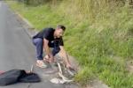 Main image for Snake Catcher Pulls Apart Fighting Pythons.