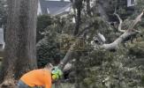 Main image for Massive Tree Falls in New Jersey Storm.