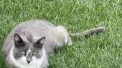 Main image for Cat Stays Calm as Mouse Rides on Its Head. 🤣