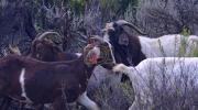 Main image for Goats Replace Herbicides as Colorado's Natural Landscapers.
