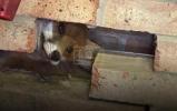 Main image for Fox Rescued After Getting Stuck Between Garages.