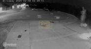 Main image for Wild Dog Pack Terrorizes Texas Town.