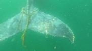 Whale Rescue Becomes Toughest Mission Of Season.