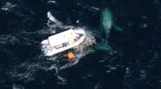 Main image for Whale Rescue Becomes Toughest Mission Of Season.