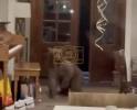Main image for Bear Crashes Bachelorette Party in Lake Tahoe, Stuns Guests. 