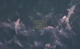 Main image for Drone Captures Hundreds Of Sharks Off Montauk.