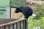 Main image for Dumpster-Diving Bear Climbs Into Car, Claims Driver's Seat.