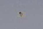 Main image for Iron Dome Intercepts Houthi Drone Over Eilat. 
