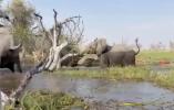 Main image for Elephant Attacks Canoe Tourists In Botswana.