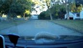 Main image for Squirrel Cheats Death After Falling Onto Moving Car in Massachusetts. 