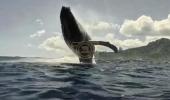 Main image for Diver Films Stunning Close-Up Whale Breach. 