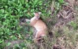 Main image for Rare Drone Sighting: Mountain Lion Spotted Roaming Missouri Woods.