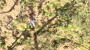 Main image for Man Airlifted After Snake Bite in Queensland's Somerset Region.