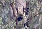Main image for Wild Encounter in California: Four Bears Spotted Relaxing High Above Tree. 