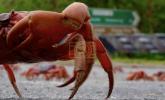 Main image for Spectacular Red Crab Migration Forces Road Closures.