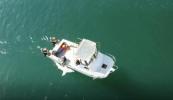Main image for Australia Races to Protect Swimmers Amid Growing Shark Activity.