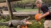 Main image for WATCH: Alligators Go Wild in Pumpkin Feast.