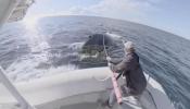 Rare Footage Captures Reveals Sucker Fish Hitching High-Speed Rides on Whales.