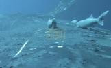 Rare Footage Captures Reveals Sucker Fish Hitching High-Speed Rides on Whales.