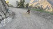 Main image for California Bikers Survive Frightening Mountain Lion Attack.