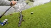 Main image for Florida Fisherman Charges to Safety as Alligator Explodes From Pond.