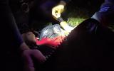Main image for NYPD Stops Bronx Suspect and Remove Two Loaded Handguns.