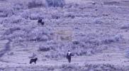 Main image for Viral Video Shows Man Approached by a Wolf Pack in Yellowstone.