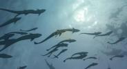 Main image for Shark Swallows Diver's Camera but Delivers Shocking Footage.