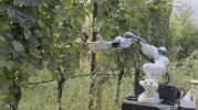 Main image for Hands-On Robot Revolutionizes Grape Farming in Italy.