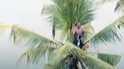 Main image for Sri Lankan Man Spends the Night in a Palm Tree to Escape Floodwaters.