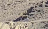 Main image for Footage Shows China Deploying Robot to India Border.