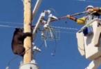 Main image for Arizona Lineman Saves Bear From Electrocution on Utility Pole. 