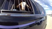 Main image for Texas Officer &ldquo;Arrests" Runaway Goat and Climbs Into Patrol Car.
