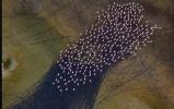 Main image for Aerial Footage Shows Flamingos Migrating Across Color-Shifting Maharloo Lake.