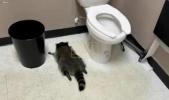 Main image for Raccoon Gets Drunk, Passes Out in Virginia Liquor Store Bathroom. 😂